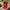 Impact-Resistant Phone Case - Lipstick Red